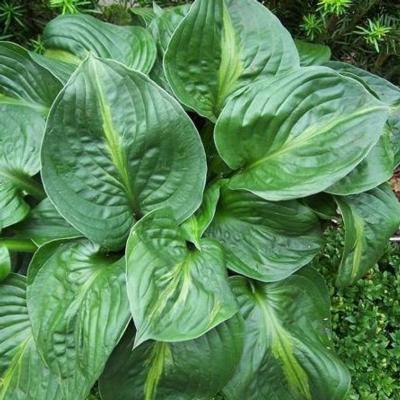 Hosta 'Victor'